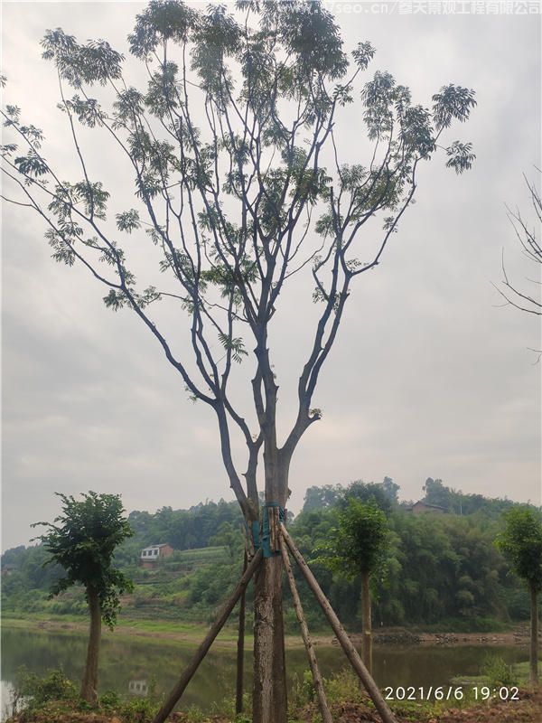 成都黃連木實拍圖