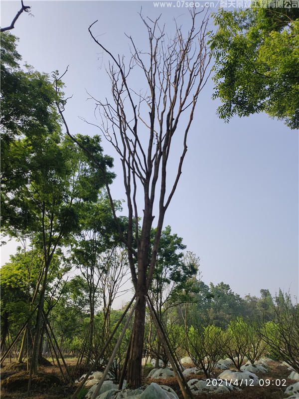 成都黃連木實拍圖