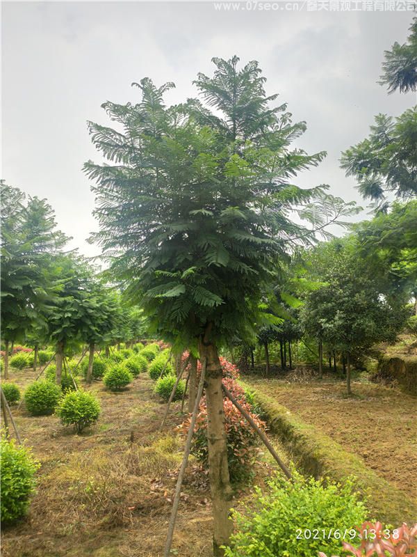 藍(lán)花楹基地實(shí)拍圖片