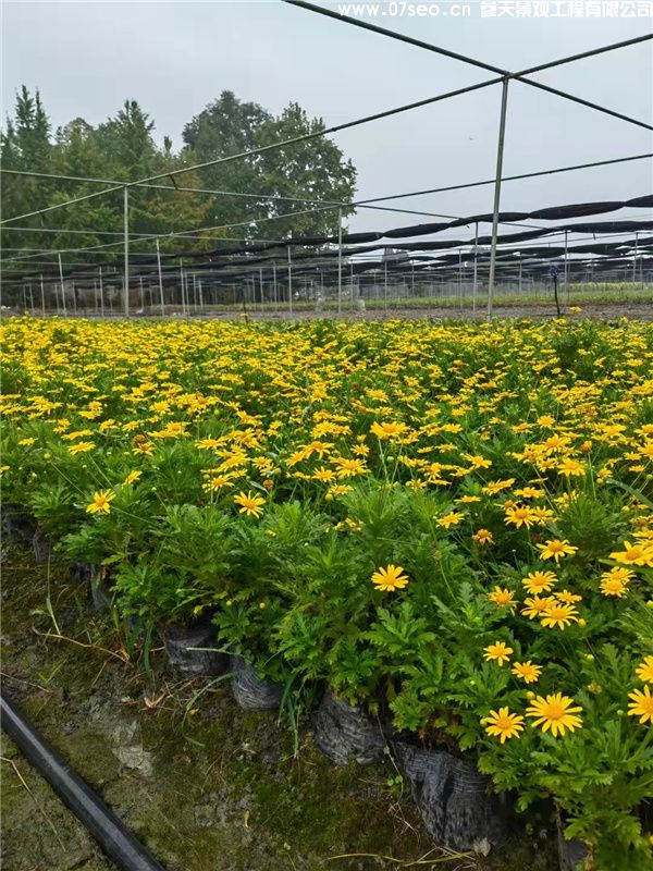 木春菊基地實拍圖片