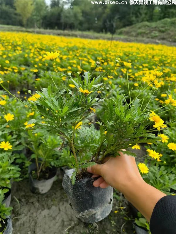 木春菊基地實拍圖片