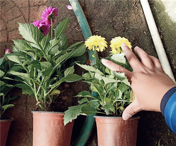 5月份適合種植小麗花嗎？