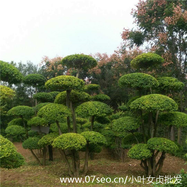 小葉女貞基地實(shí)拍圖片