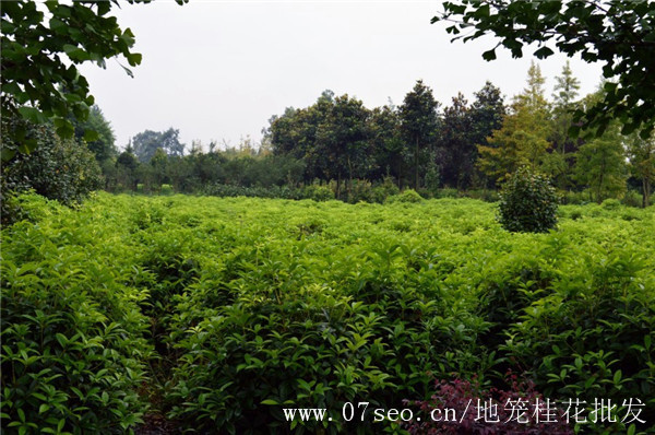 地籠桂花基地實(shí)拍圖片